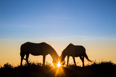 Silhouette of two wild horses grazing together at sunset with a bright sun flare between them.