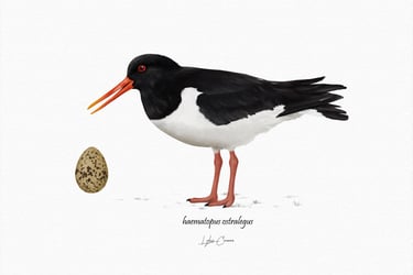 Ilustración científica del ave haematopus ostralegus 