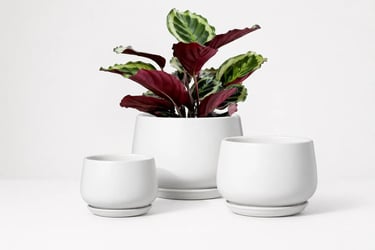 matte ceramic indoor plant pots set of 3 for home decor.