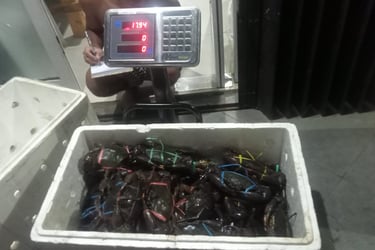 Live Mud Crab Small (200–300g)