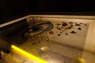 Sérigraphie insectes TAMAM Sérigraphie