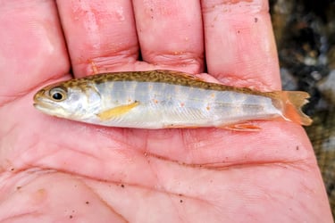 Pre-construction fish salvage