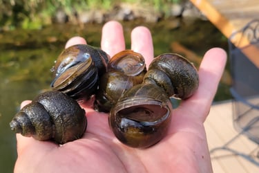 Chinese mystery snails, first report in a N Idaho lake