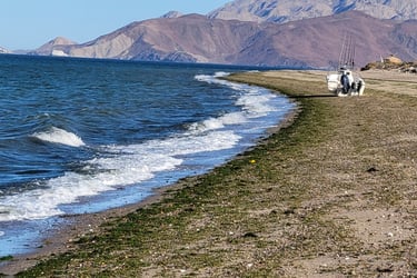 Fish Species richness sampling, Bahi De Los Angeles, Mexico
