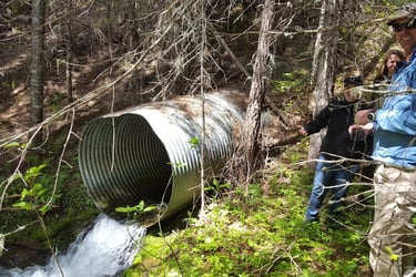 Surveying and replacing culverts to benefit native species