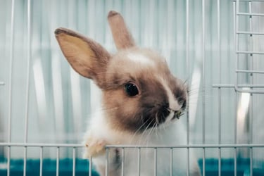 entretien et nettoyage cage moyenne et multi-niveaux