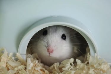 nettoyage cage et petit habitat animalier à domicile