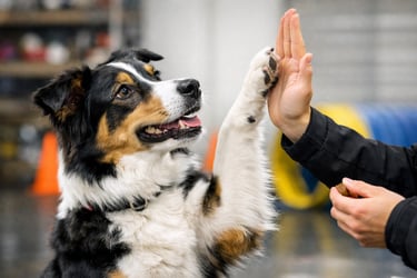 dog training success