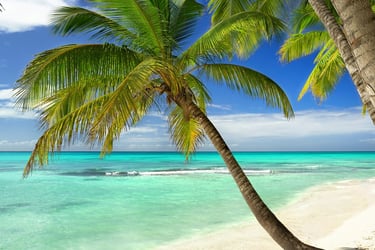 Palm trees on a white sand beach in the Dominican Republic Caribbean