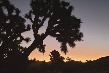 Joshua Tree national park