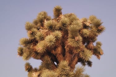 Joshua Tree national park