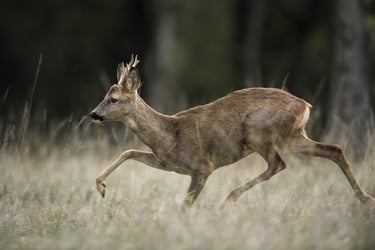photo d'un chevreuil européen dans une prairie qui cours