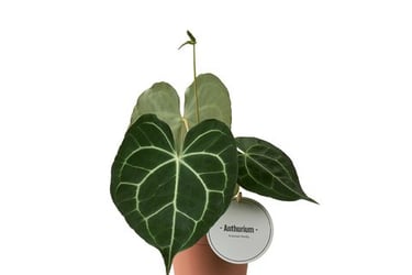 Anthurium clarinervium au feuillage cordiforme vert foncé avec nervures blanches marquées