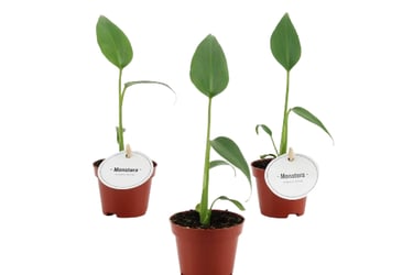 Monstera Burle Marx Flame Tibaldo Jungle plante rare lille