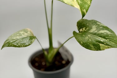 monstera thai constellation fleuriste wattignies lille