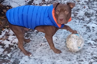 Dean snow - family pet