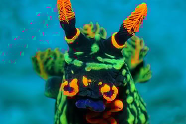 Nudibranquio verde y naranja
