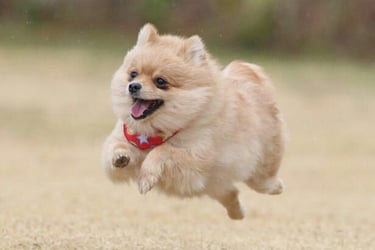 pomerania argentina