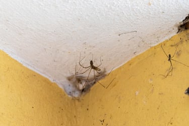 araña en esquina de pared dentro de casa limpia