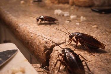 cucarachas en casa cocina