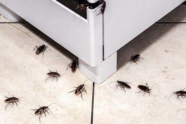 actividad de plagas en cocina durante temporada de calor