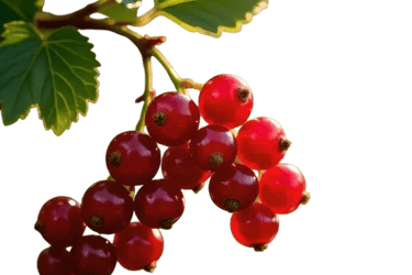 Groseilles en grappe