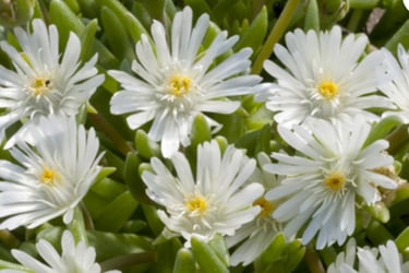 delosperma blanche, secheresse, resistante, tombe, sepulture49, livraison gratuite