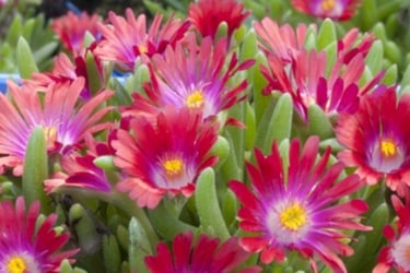 delosperma, resitante, tombe, sécheresse, livraison gratuite