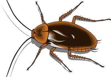 barata