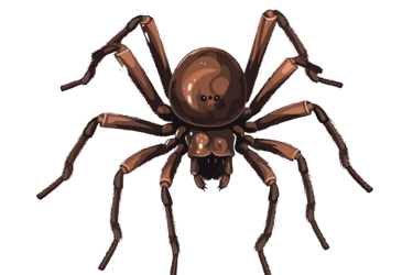 aranha
