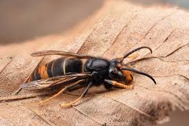 Frelon asiatique