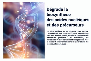 PESTICIDES DEGRADE BIOSYTHÈSE DES ACIDES NUCLÉIQUES