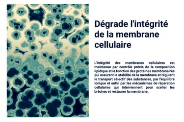 PESTICIDES DEGRADE MEMBRANE CELLULAIRE