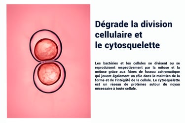 PESTICIDES DEGRADE DIVISION CELLILAIRE ET CYTOSQUELETTE