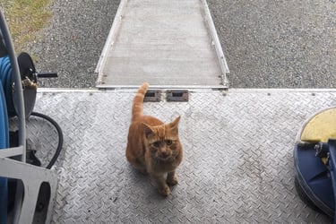 Cat in carpet cleaning truck