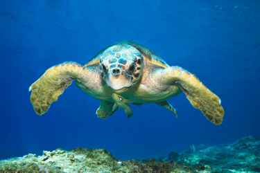 caretta caretta swimming in the sea