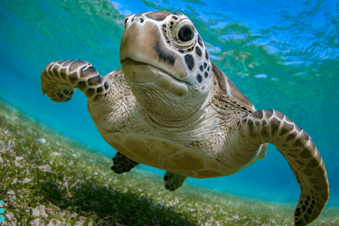 a swimming caretta caretta