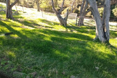 Grass height is lower under trees in our silvopastoral system at Wairarapa