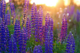 lubinai lubinu didrolatas skin flower odai drekina maitina sausa