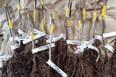 arbres fruitiers greffés