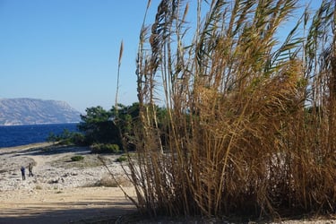 Film still from "Not Even Once" by Tina Bikic featuring tall trees along a riverbank with mountains in the distance.