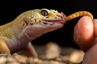 lizard eating a mealworm