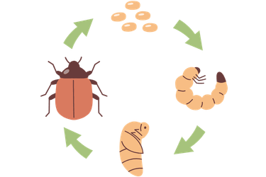 Mealworm Lifecycle
