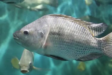 Poisson tilapia à qui on donne la nourriture à base de mouche soldat noir