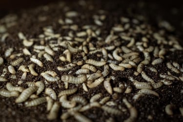 Larves de mouche soldat noir