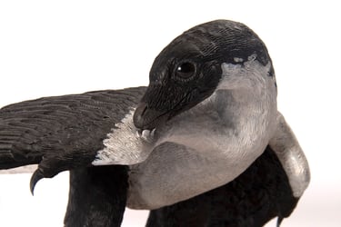 Archaeopteryx 1