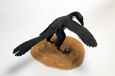 Archaeopteryx 11