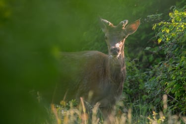 cerf élaphe