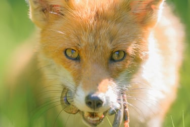 renard