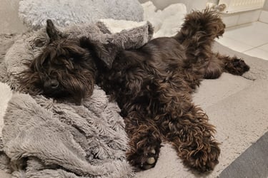 femelle schnauzer qui se repose avant d'avoir ses bébés